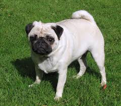 PUGBERTO
