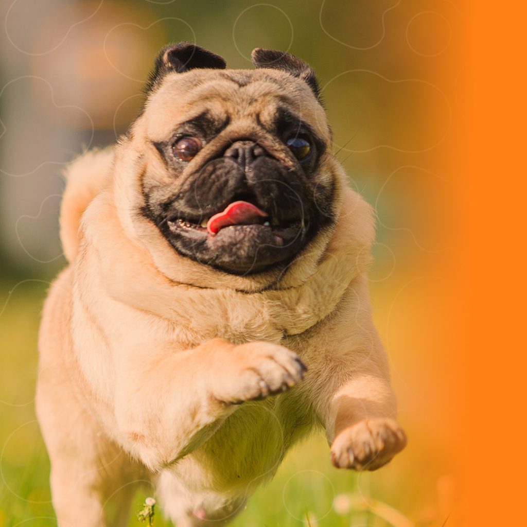 PUGBERTO 2