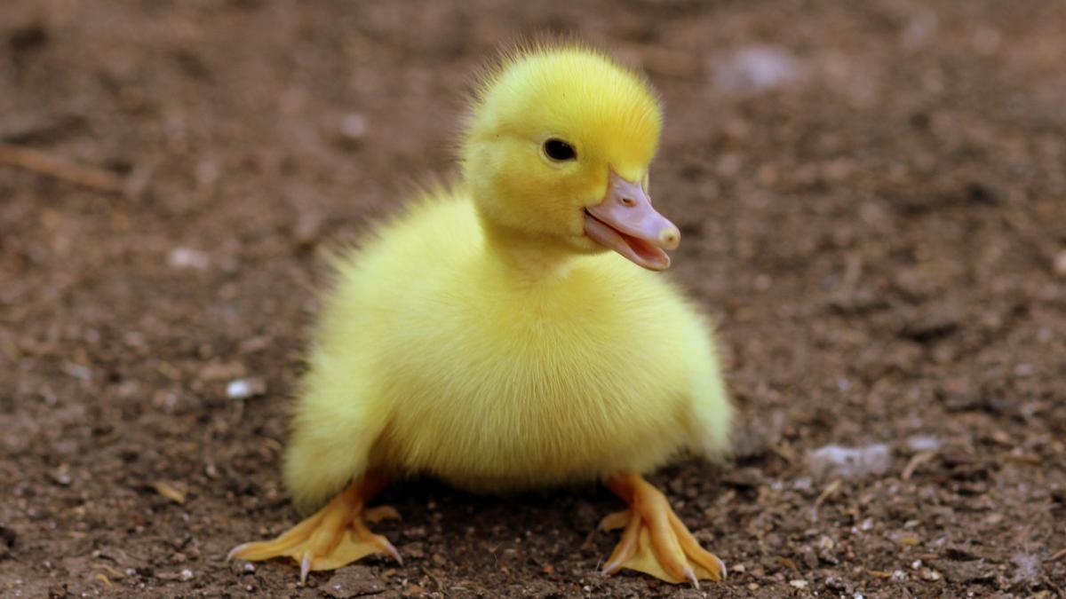 Pato Lucas